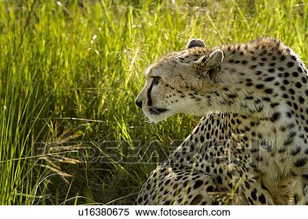 Front view detail of cheetah sitting with head turned in profile, green grass backlit in evening sunshine, Maasai Mara, Kenya View Large Photo Image Stock Photography - Front view detail of cheetah sitting with head turned in profile, green grass backlit in evening sunshine, Maasai Mara, Kenya. Fotosearch