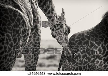Giraffe adult male, monochrome detail, with female in pre-mating ritual as male checks for ovulation, arching his neck across the female, Maasai Mara, Kenya View Large Photo Image Stock Image - Giraffe adult male, monochrome detail, with female in pre-mating ritual as male checks for ovulation, arching his neck across the female, Maasai Mara, Kenya. Fotosearch