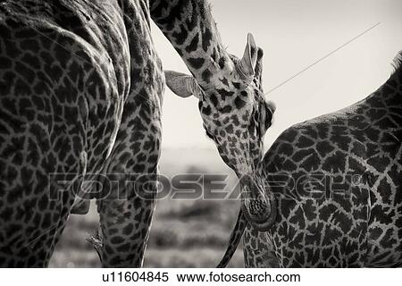 Giraffe adult male, monochrome detail, with female in pre-mating ritual as male checks for ovulation, arching his neck across the female, Maasai Mara, Kenya View Large Photo Image Stock Photography - Giraffe adult male, monochrome detail, with female in pre-mating ritual as male checks for ovulation, arching his neck across the female, Maasai Mara, Kenya. Fotosearch