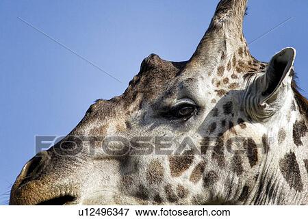 Stock Photo - Giraffe - detail of face side view with blue sky background, Maasai Mara, Kenya. Fotosearch