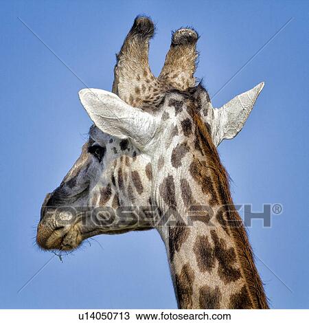 Stock Image - Giraffe - detail of head and upper neck side view oblique, with blue sky background, Maasai Mara, Kenya. Fotosearch
