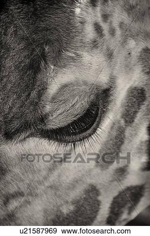 Giraffe eye: close up detail in monochrome, Kenya, East Africa View Large Photo Image Stock Photo - Giraffe eye: close up detail in monochrome, Kenya, East Africa. Fotosearch