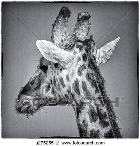 Giraffe - monochrome detail of head and upper neck side view oblique, with blue sky background, Maasai Mara, Kenya View Large Photo Image Stock Image - Giraffe - monochrome detail of head and upper neck side view oblique, with blue sky background, Maasai Mara, Kenya. Fotosearch
