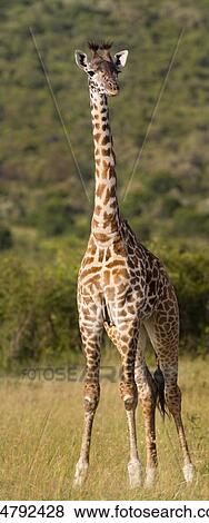 Stock Photo - Giraffe: vertical panorama, standing in grass with wooded hillside beyond, afternoon sunlight, Maasai Mara, Kenya. Fotosearch