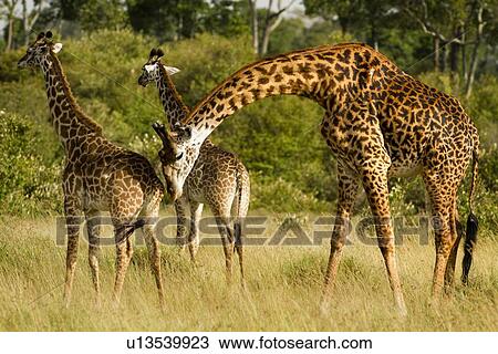Stock Image - Giraffeadult male with two females in pre-mating ritual as female urinates and male checks for ovulation, arching his neck across the females, grass and woodland background, Maasai Mara, Kenya. Fotosearch