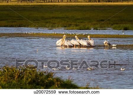 Group of African pelicans wading in Lake Nakuru in golden evening light, with grass and woodland beyond, Lake Nakuru, Kenya View Large Photo Image Stock Photo - Group of African pelicans wading in Lake Nakuru in golden evening light, with grass and woodland beyond, Lake Nakuru, Kenya. Fotosearch