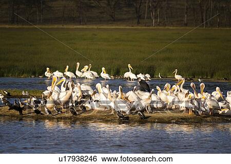 Stock Photograph - Group of African pelicans wading in Lake Nakuru in golden evening light, with grass and woodland beyond, Lake Nakuru, Kenya. Fotosearch