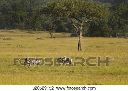 Stock Image - Group of zebra grazing in long grass near fine acacia tree, with woodland beyond, in golden morning light, Maasai Mara, Kenya. Fotosearch