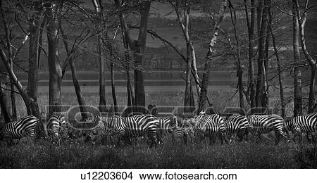 Herd of zebra grazing in shaded woodland with lake beyond, monochrome panorama, Lake Nakuru, Kenya View Large Photo Image Picture - Herd of zebra grazing in shaded woodland with lake beyond, monochrome panorama, Lake Nakuru, Kenya. Fotosearch