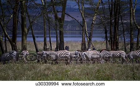 Herd of zebra grazing in shaded woodland with lake beyond, panorama, Lake Nakuru, Kenya View Large Photo Image Picture - Herd of zebra grazing in shaded woodland with lake beyond, panorama, Lake Nakuru, Kenya. Fotosearch