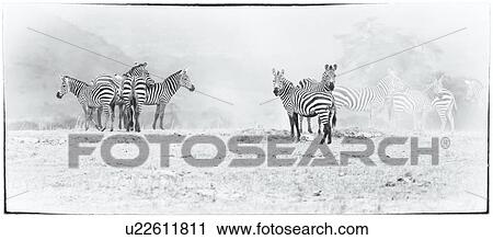 Stock Image - High key panorama of herd of zebra standing on lake bed of Amboseli in dust, with outline of tree on right, hills on left, Amboseli, Kenya, East Africa.. Fotosearch