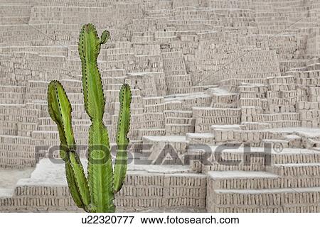 Huaca Pucllana: detail of adobe mud brick walls dating back to Lima culture of 400AD, with green candelabra euphorbia cactus in foreground, Lima, Peru View Large Photo Image Stock Photo - Huaca Pucllana: detail of adobe mud brick walls dating back to Lima culture of 400AD, with green candelabra euphorbia cactus in foreground, Lima, Peru. Fotosearch