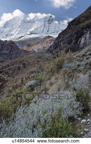 Picture - Laguna 69 trail with surrounding glaciers of Pisco East and Pisco West, high mountain valley below, wild lupins flowering in foreground, Cordilleras, Peru. Fotosearch