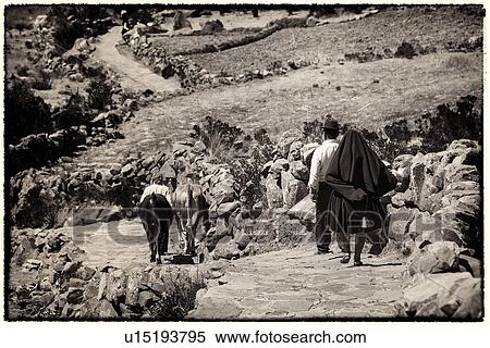 Stock Photography - Lake Titicaca: Taquile island man in traditional costume herding cows seen from behind with man and woman following him, monochrome image, Peru. Fotosearch