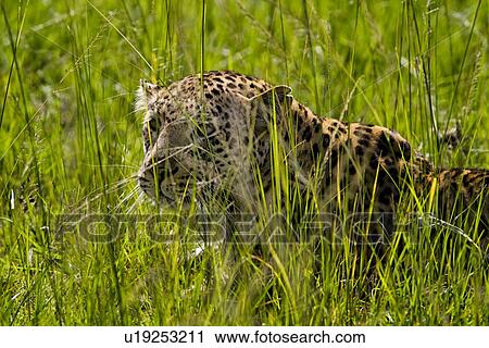 Leopard crouching in backlit green grass, close up side view, Maasai Mara, Kenya View Large Photo Image Stock Image - Leopard crouching in backlit green grass, close up side view, Maasai Mara, Kenya. Fotosearch