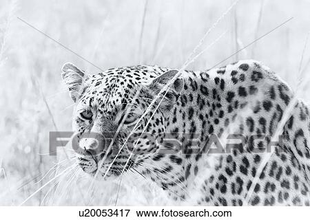 Leopard crouching in grass, monochrome close up side view, high key, Maasai Mara, Kenya View Large Photo Image Stock Photo - Leopard crouching in grass, monochrome close up side view, high key, Maasai Mara, Kenya. Fotosearch
