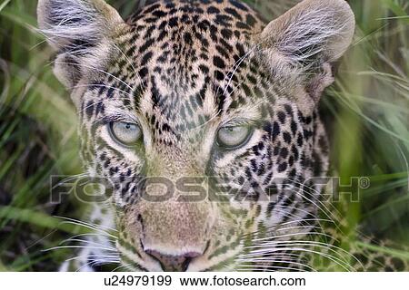 Stock Photo - Leopard: detail of face in long grass, frontal view, Maasai Mara, Kenya. Fotosearch