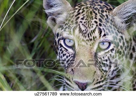 Leopard: detail of face in long grass, frontal view, Maasai Mara, Kenya View Large Photo Image Stock Photo - Leopard: detail of face in long grass, frontal view, Maasai Mara, Kenya. Fotosearch