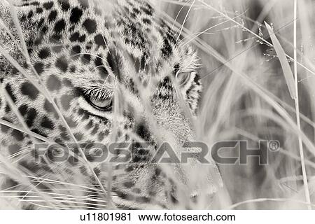 Leopard face: monochrome detail in long grass, side view, Maasai Mara, Kenya View Large Photo Image Stock Image - Leopard face: monochrome detail in long grass, side view, Maasai Mara, Kenya. Fotosearch