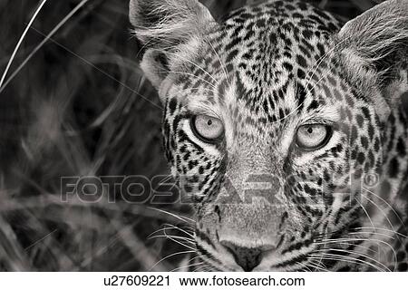 Leopard face: monochrome detail in long grass, frontal view, Maasai Mara, Kenya View Large Photo Image Stock Image - Leopard face: monochrome detail in long grass, frontal view, Maasai Mara, Kenya. Fotosearch