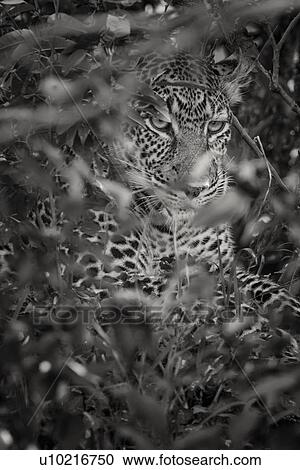 Leopard face: monochrome detail in tree foliage, lying side oblique view, monochrome, Maasai Mara, Kenya View Large Photo Image Stock Image - Leopard face: monochrome detail in tree foliage, lying side oblique view, monochrome, Maasai Mara, Kenya. Fotosearch