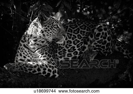 Picture - Leopard lying on branch, head turned, with foliage providing background frame, close up side oblique monochrome high contrast view, Maasai Mara, Kenya. Fotosearch
