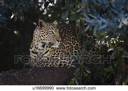 Stock Image - Leopard lying on branch, head turned, with foliage providing background frame, close up side oblique view, Maasai Mara, Kenya. Fotosearch