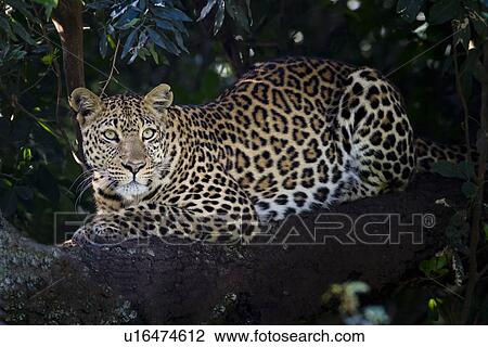 Leopard lying on branch, watching, with foliage providing background frame, close up side oblique view, Maasai Mara, Kenya View Large Photo Image Stock Image - Leopard lying on branch, watching, with foliage providing background frame, close up side oblique view, Maasai Mara, Kenya. Fotosearch