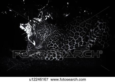 Leopard lying on branch, watching, with foliage providing background frame, close up side oblique monochrome high contrast view, Maasai Mara, Kenya View Large Photo Image Stock Photo - Leopard lying on branch, watching, with foliage providing background frame, close up side oblique monochrome high contrast view, Maasai Mara, Kenya. Fotosearch