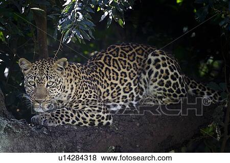 Stock Photo - Leopard lying on branch, watching, with foliage providing background frame, close up side oblique view, Maasai Mara, Kenya. Fotosearch
