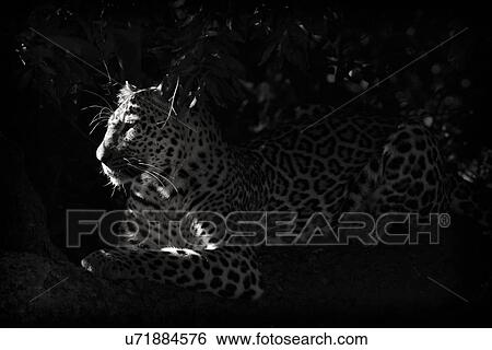 Leopard lying on branch, watching, with foliage providing background frame, close up side oblique monochrome high contrast view, Maasai Mara, Kenya View Large Photo Image Stock Photograph - Leopard lying on branch, watching, with foliage providing background frame, close up side oblique monochrome high contrast view, Maasai Mara, Kenya. Fotosearch
