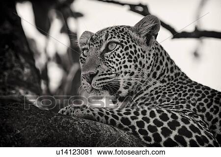 Stock Image - Leopard lying on branch, with branches providing background frame, monochrome detail side view, Maasai Mara, Kenya. Fotosearch