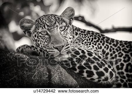 Leopard lying on branch, with branches providing background frame, monochrome detail side view, Maasai Mara, Kenya View Large Photo Image Stock Image - Leopard lying on branch, with branches providing background frame, monochrome detail side view, Maasai Mara, Kenya. Fotosearch