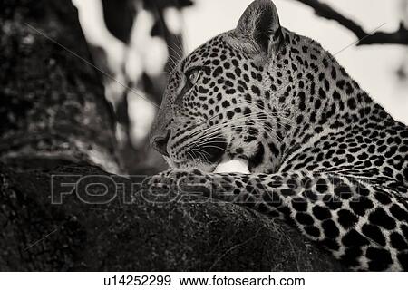 Leopard lying on branch, with branches providing background frame, monochrome detail side view, Maasai Mara, Kenya View Large Photo Image Stock Photo - Leopard lying on branch, with branches providing background frame, monochrome detail side view, Maasai Mara, Kenya. Fotosearch