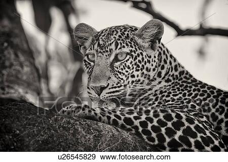 Stock Photo - Leopard lying on branch, with branches providing background frame, monochrome detail side view, Maasai Mara, Kenya. Fotosearch