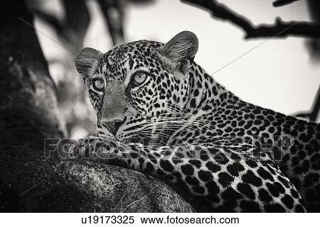 Leopard lying on branch, with branches providing background frame, monochrome detail side view, Maasai Mara, Kenya View Large Photo Image Stock Photography - Leopard lying on branch, with branches providing background frame, monochrome detail side view, Maasai Mara, Kenya. Fotosearch