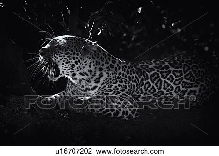 Leopard lying on branch, yawning, with foliage providing background frame, close up side oblique monochrome high contrast view, Maasai Mara, Kenya View Large Photo Image Stock Image - Leopard lying on branch, yawning, with foliage providing background frame, close up side oblique monochrome high contrast view, Maasai Mara, Kenya. Fotosearch