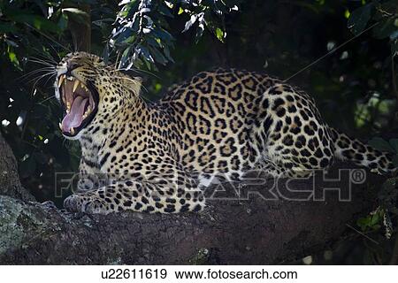 Leopard lying on branch, yawning, with foliage providing background frame, close up side oblique view, Maasai Mara, Kenya View Large Photo Image Stock Photo - Leopard lying on branch, yawning, with foliage providing background frame, close up side oblique view, Maasai Mara, Kenya. Fotosearch