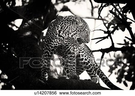 Leopard poised to turn on branch, with branches providing background frame, monochrome close up frontal view, Maasai Mara, Kenya View Large Photo Image Stock Photograph - Leopard poised to turn on branch, with branches providing background frame, monochrome close up frontal view, Maasai Mara, Kenya. Fotosearch
