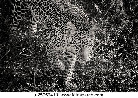 Stock Photo - Leopard walking through grass, monochrome close up frontal view, seen from above, Maasai Mara, Kenya. Fotosearch