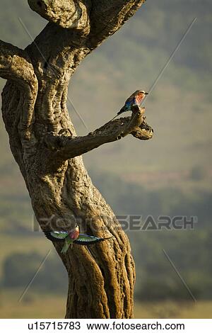 Stock Image - Lilac breasted roller perching on branch, with another flying below, framed by curving tree trunk, Maasai Mara, Kenya. Fotosearch