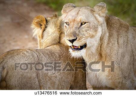Lion greeting: close up of two lions greeting, detail, Maasai Mara, Kenya, View Large Photo Image Stock Photograph - Lion greeting: close up of two lions greeting, detail, Maasai Mara, Kenya,. Fotosearch
