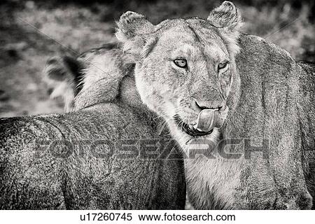 Lion greeting: close up of two lions greeting, monochrome detail, Maasai Mara, Kenya, View Large Photo Image Stock Photography - Lion greeting: close up of two lions greeting, monochrome detail, Maasai Mara, Kenya,. Fotosearch