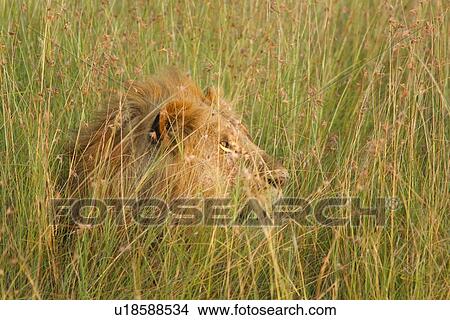 Picture - Lion: large adult male lying watching, in long green grass, all backlit by late afternoon golden light, detail of face and mane in profile, Maasai Mara, Kenya,. Fotosearch