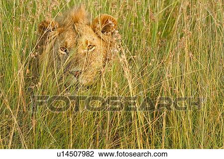 Stock Image - Lion: large adult male lying watching, in long green grass, all backlit by late afternoon golden light, detail of face and mane, Maasai Mara, Kenya,. Fotosearch