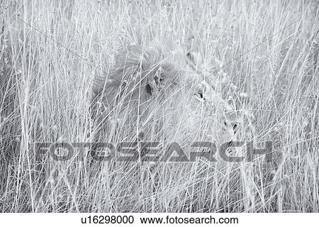 Stock Image - Lion: large adult male lying watching, in long grass, detail of face and mane in profile, monochrome high key, Maasai Mara, Kenya,. Fotosearch