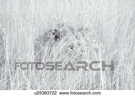 Lion: large adult male lying watching, in long grass, detail of face and mane ioblique frontal view, monochrome high key, Maasai Mara, Kenya, View Large Photo Image Stock Image - Lion: large adult male lying watching, in long grass, detail of face and mane ioblique frontal view, monochrome high key, Maasai Mara, Kenya,. Fotosearch