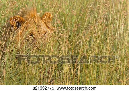 Lion: large adult male lying watching, in long green grass, all backlit by late afternoon golden light, detail of face and mane, Maasai Mara, Kenya, View Large Photo Image Stock Photography - Lion: large adult male lying watching, in long green grass, all backlit by late afternoon golden light, detail of face and mane, Maasai Mara, Kenya,. Fotosearch