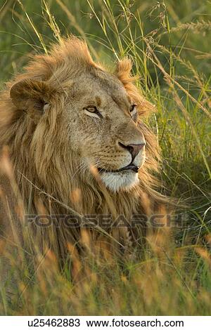 Stock Image - Lion: large adult male lying with head up, in long green grass, all backlit by late afternoon golden light, detail of face and mane, Maasai Mara, Kenya,. Fotosearch