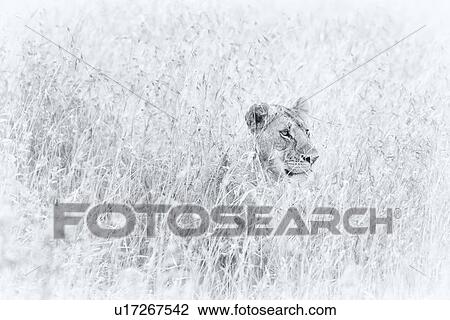 Stock Image - Lioness close up as she sits watching through long backlit grass, high key monochrome, Maasai Mara, Kenya. Fotosearch